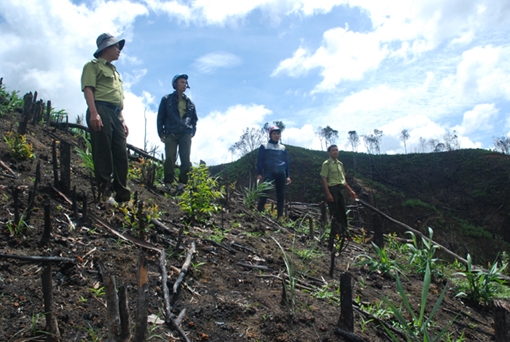 Tìm lối thoát cho nhiều công ty lâm nghiệp ở Tây Nguyên