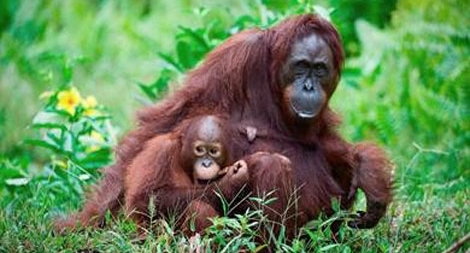 Loài đười ươi bị đe dọa vì nạn phá rừng