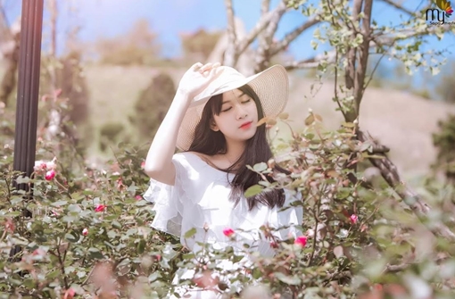 Thánh địa hoa hồng Sa Pa đón nhận kỷ lục thung lũng hoa hồng lớn nhất Việt Nam 