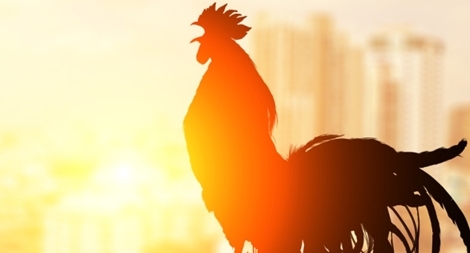 Hình tượng con gà trong văn hóa  Wikipedia tiếng Việt