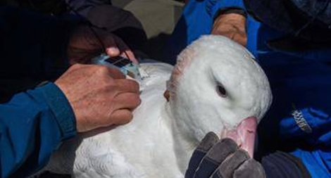 Hải âu mang GPS phát hiện tàu cá lậu