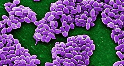 Mối đe dọa hồi sinh của virus cổ đại