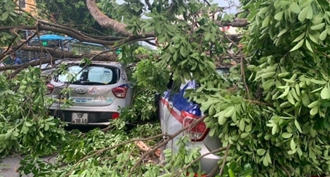 Xà cừ cổ thụ trong bệnh viện đổ 'đè bẹp' 3 ô tô