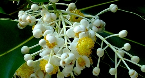 Mù u bông trắng lá thắm nhụy vàng…