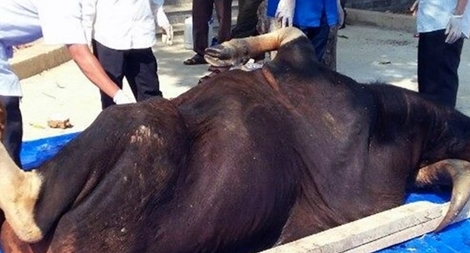 Đề nghị Đồng Nai xử nghiêm nhóm giết hại bò tót