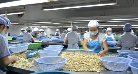 Hạt điều Bình Phước bị mạo danh rao bán với giá siêu rẻ