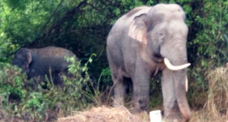 Voi rừng sinh con trong vườn điều của một hộ dân