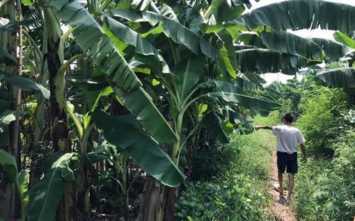 Kết quả ADN chỉ rõ kẻ hiếp dâm bé gái ở vườn chuối