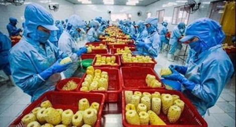 Cả nước xuất siêu hơn 6 tỷ USD sản phẩm nông nghiệp