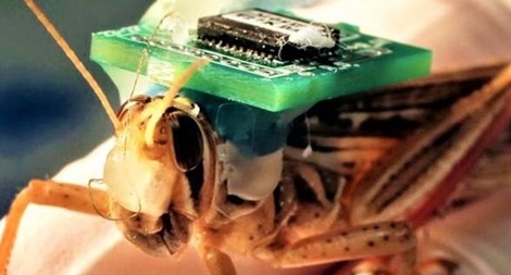 Dùng châu chấu phát hiện bom, chất nổ