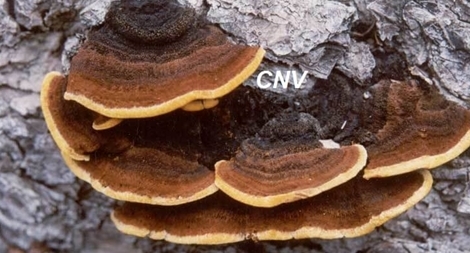 Nghiên cứu thành công sản xuất sinh khối nấm thượng hoàng để chế tạo TPCN hỗ trợ điều trị ung thư