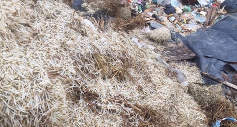 Dùng chất cấm sản xuất hơn 1,1 tấn giá đỗ