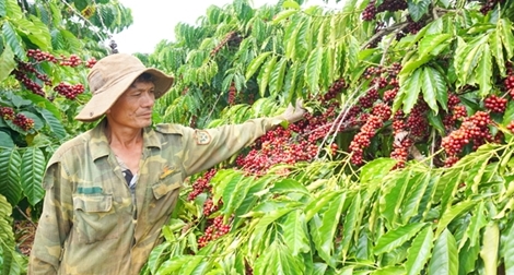 Mã vùng nông sản: Bị mạo danh vì quản lý lỏng lẻo