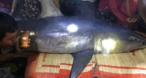 Cá mập xanh “khủng” dạt vào bờ biển Quảng Trị