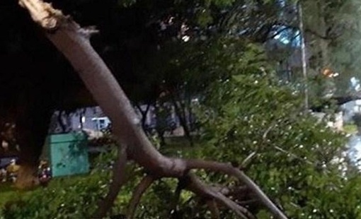 Đi cắm câu, người đàn ông bị cây đè tử vong