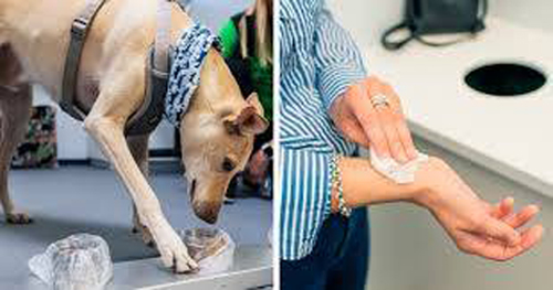 Chó nghiệp vụ phát hiện người nhiễm SARS-CoV-2