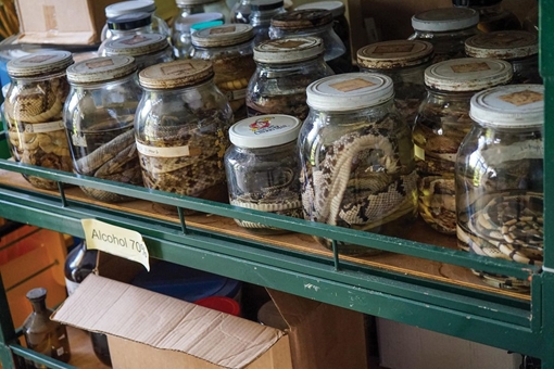 Bên trong nơi sản xuất thuốc chữa rắn cắn lớn nhất thế giới