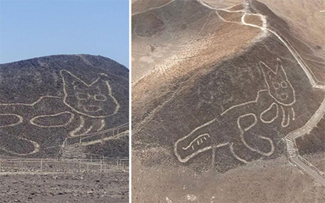 Hình con mèo khổng lồ