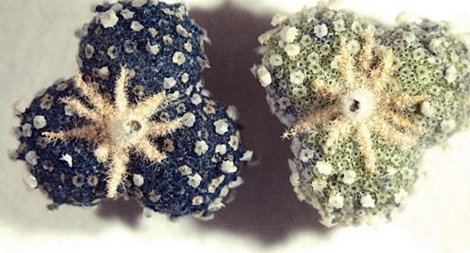 Báu vật “xanh” của quá khứ