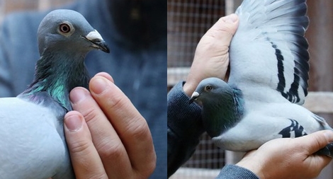 Chú chim bồ câu giá 1,6 triệu euro