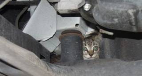 Phạt nặng hành vi ngược đãi với động vật