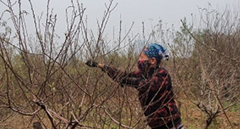 Nhà vườn đào Tết: Tuốt lá chờ thời tiết thuận lợi