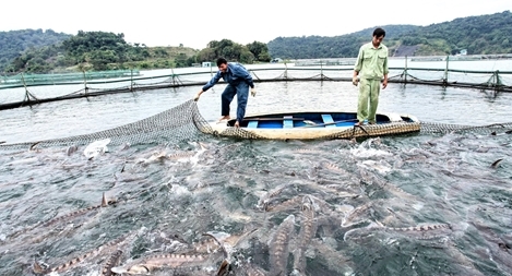 Người nuôi cá tầm điêu đứng vì cá nhập lậu từ Trung Quốc