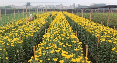 Làng hoa Tây Tựu rộn ràng chuẩn bị vụ hoa Tết
