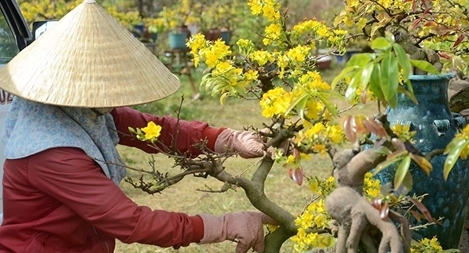 Liên minh kinh tế cá thể - một xu hướng mới