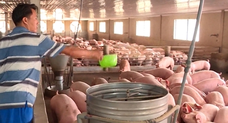 Ổn định giá thịt lợn dịp Tết