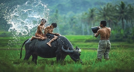 Năm sửu và những điều thú vị về loài trâu