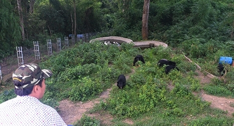 Nơi sống mới của những chú gấu bất hạnh