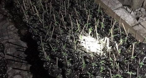 Trồng “chui” gần 300 cây cần sa