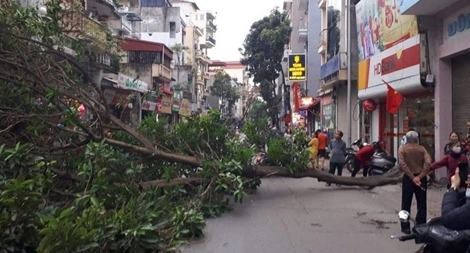 Cây cổ thụ bật gốc đổ ra đường Thuỵ Khuê, 1 người bị thương 
