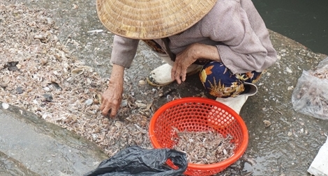 Những phận đời mưu sinh nơi cửa biển