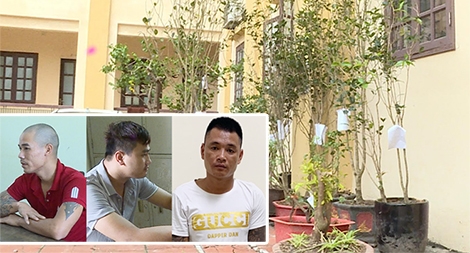 Bắt đạo chích chuyên “sưu tầm” cây mộc