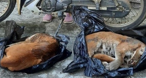 Tạm giữ người phụ nữ vận chuyển 2 con beo lửa