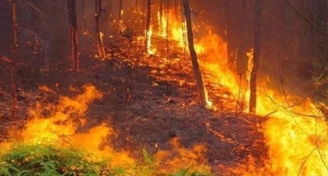 Khẩn cấp triển khai biện pháp phòng ngừa và chữa cháy rừng 