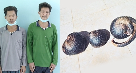 Dắt chó vào rừng săn tê tê