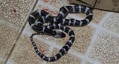 Rắn cạp nia liên tục trườn vào nhà dân 