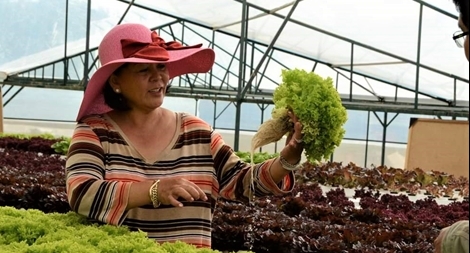 Đà Lạt khẩn trương trồng rau ngắn ngày phục vụ các tỉnh, thành có dịch COVID-19