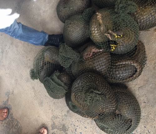 Bắt giữ hơn nửa tấn cá thể tê tê sống