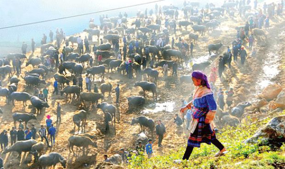 Yêu cầu xác minh thông tin buôn lậu gia súc tại Lào Cai, Hà Giang