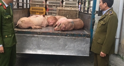 Ngăn chặn nửa tấn lợn nhiễm dịch đang trên đường đi tiêu thụ