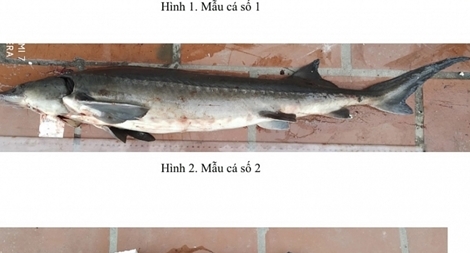 Chưa được thông quan, doanh nghiệp tự ý mang 12 tấn cá đi bán