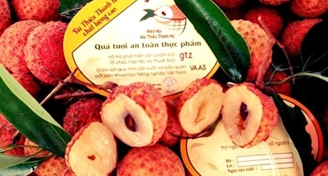 Australia dự kiến nhập 100 tấn vải thiều từ Việt Nam