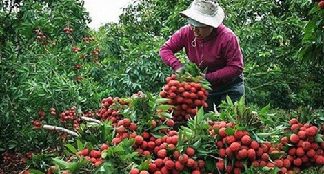 “Đồng hành online - bán vải Bắc Giang”