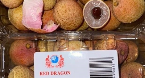 Vải thiều vào Singapore, cửa ngõ ra thế giới