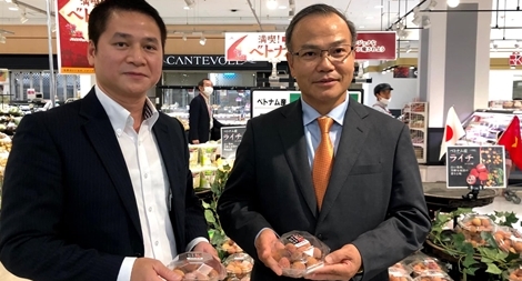 Đa dạng hình thức quảng bá vải thiều Việt Nam tại Nhật Bản