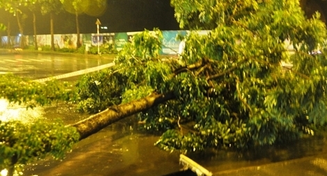 Cây xanh 7 lần... bật gốc giữa thành phố